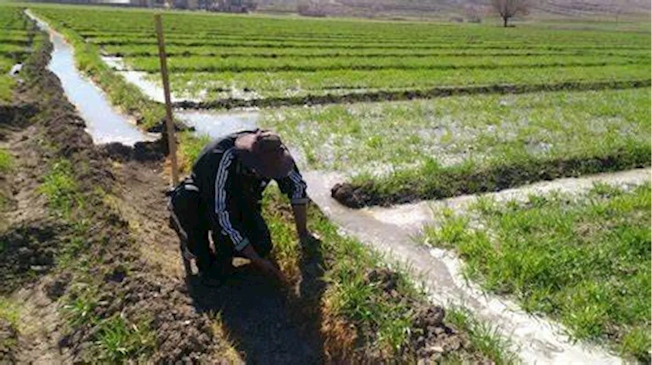 بکارگیری بالغ بر۶۵۰ نفر عوامل اجرایی در سرشماری کشاورزی آذربایجان‌غربی