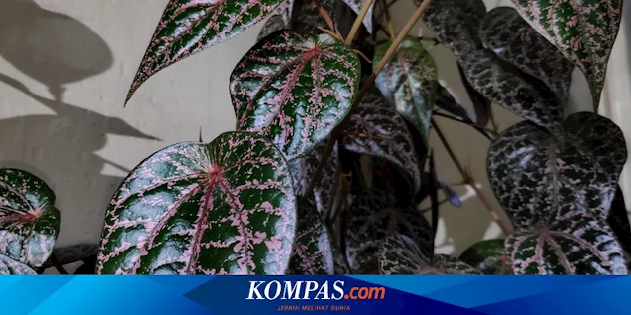 15 Penyakit yang Bisa Diatasi dengan Daun Sirih Merah, Apa Saja?