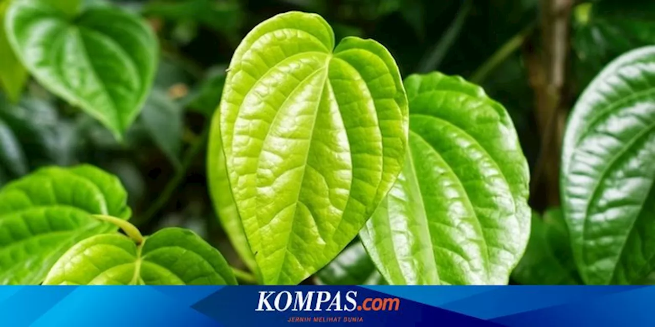 8 Orang yang Sebaiknya Tidak Konsumsi Daun Sirih, Siapa Saja?