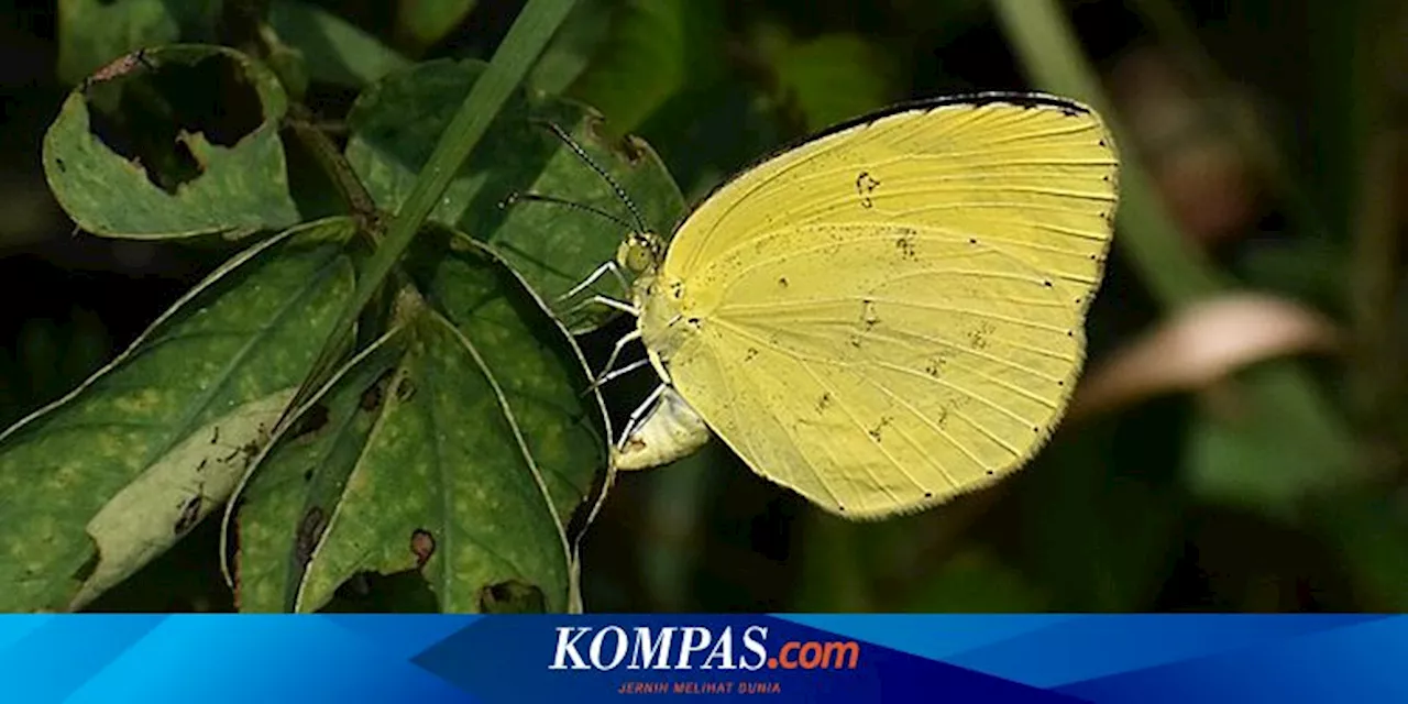 Ahli UGM Jelaskan Penyebab Serbuan Kawanan Kupu-Kupu Kuning di Sejumlah Wilayah Jawa