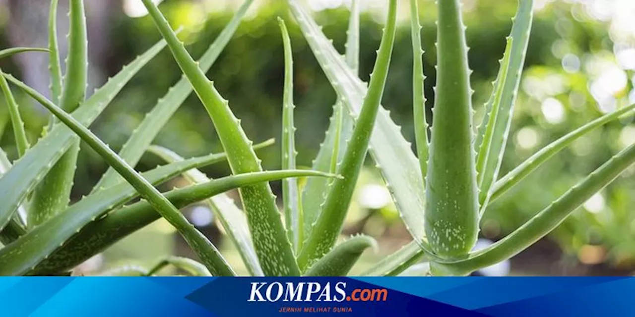 Cara Menanam Lidah Buaya di Dalam dan Luar Ruangan