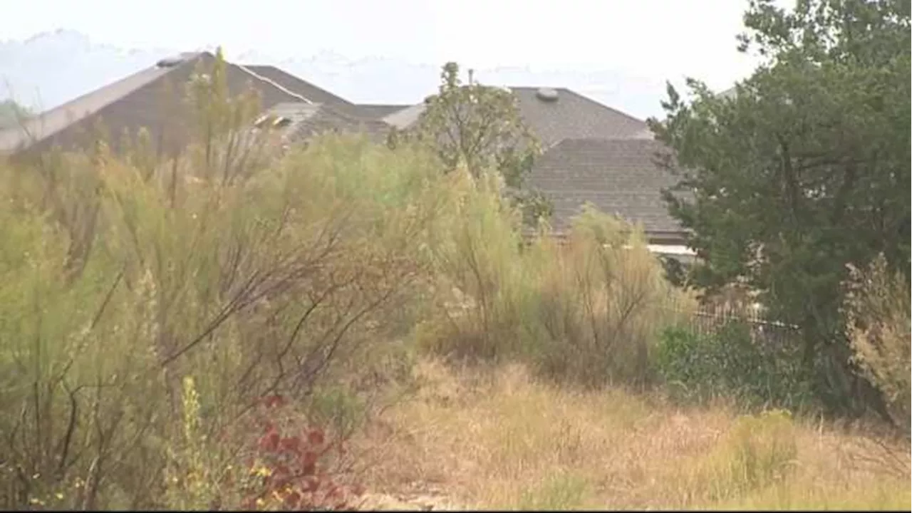 Neighbors in northwest Bexar County curious about wildcat reportedly sighted in their area