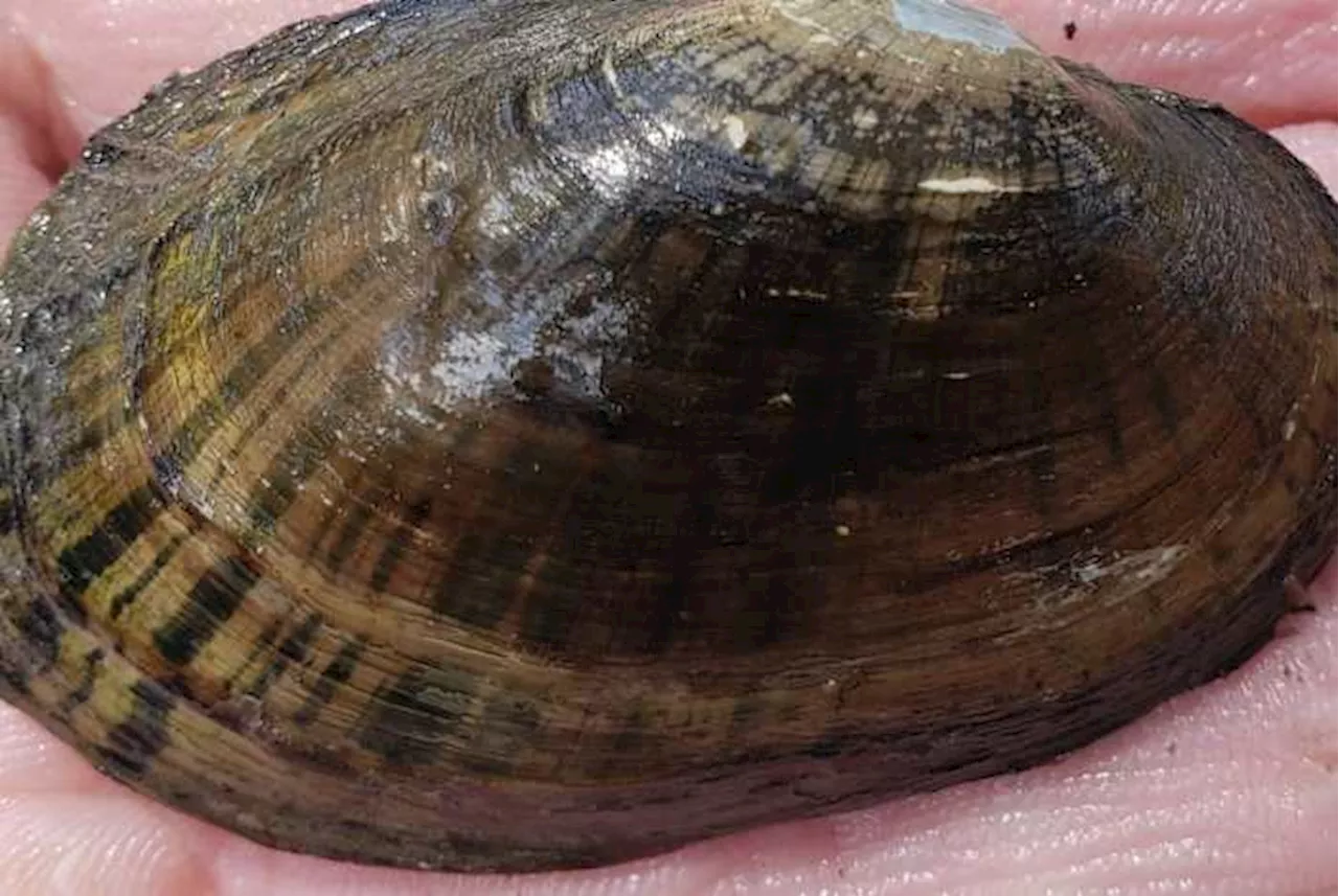 Texas Attorney General Ken Paxton sues Biden administration over listing freshwater mussels as endangered