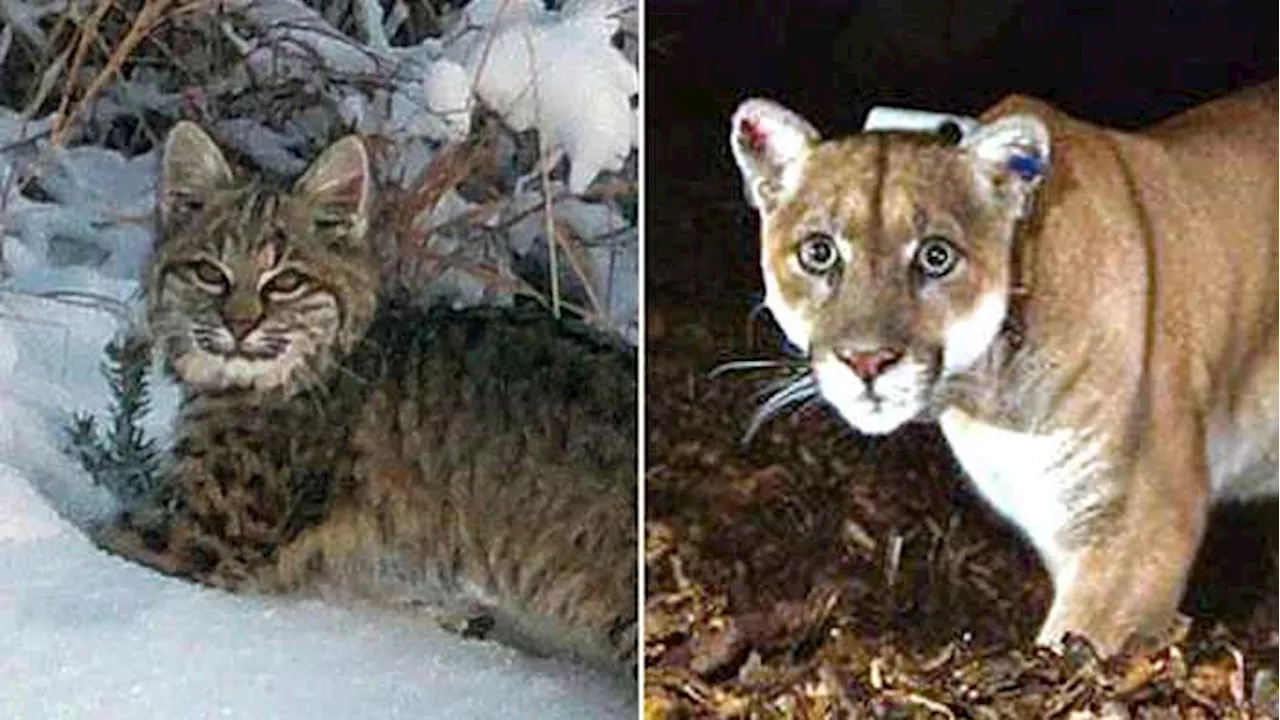 What to know about big cats native to Central, South Texas amid sightings