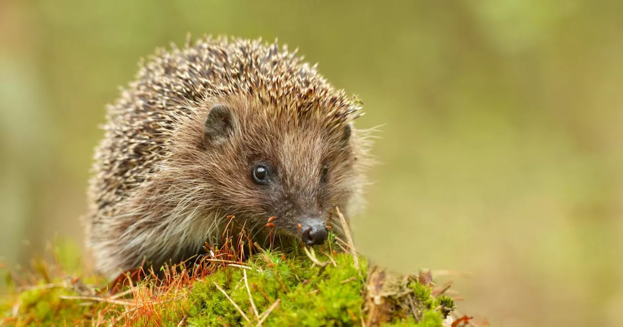 Igel landet erstmals auf Roter Liste bedrohter Arten