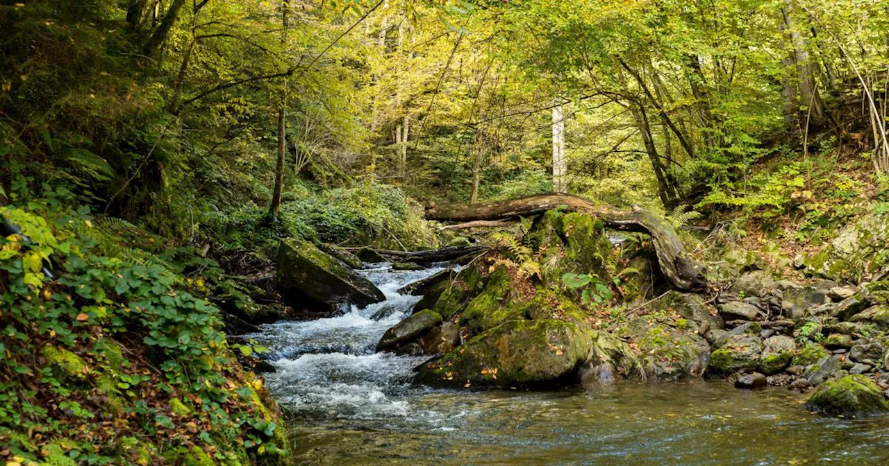 Neue Studie zur Renaturierung: Damit das Wasser wieder fließt