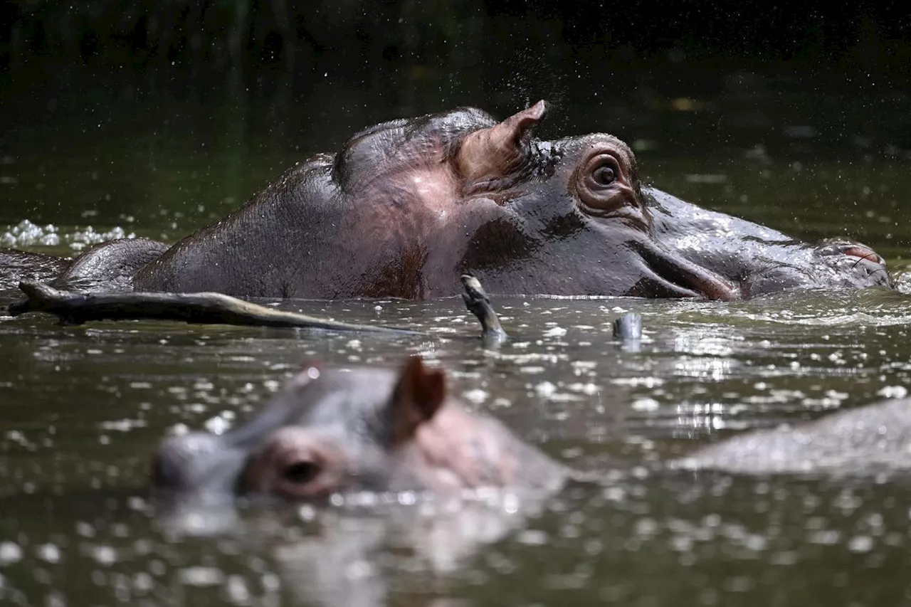 Pourquoi les hippopotames de Pablo Escobar posent-ils problème en Colombie ?