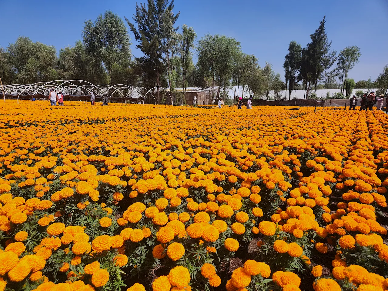 El cempasúchil de Xochimilco no es de semilla china y está libre de transgénicos: expertos