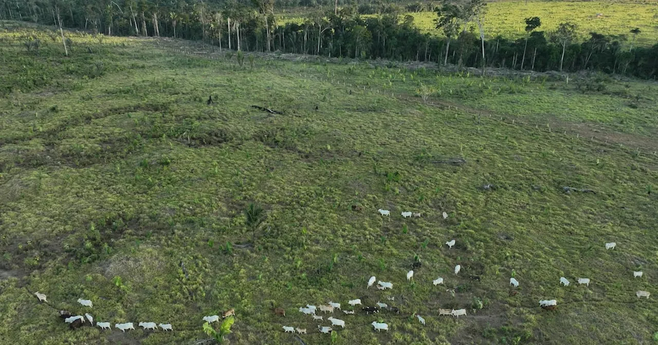 Brasil multa a compañías empaquetadoras de carne por comprar ganado criado ilegalmente