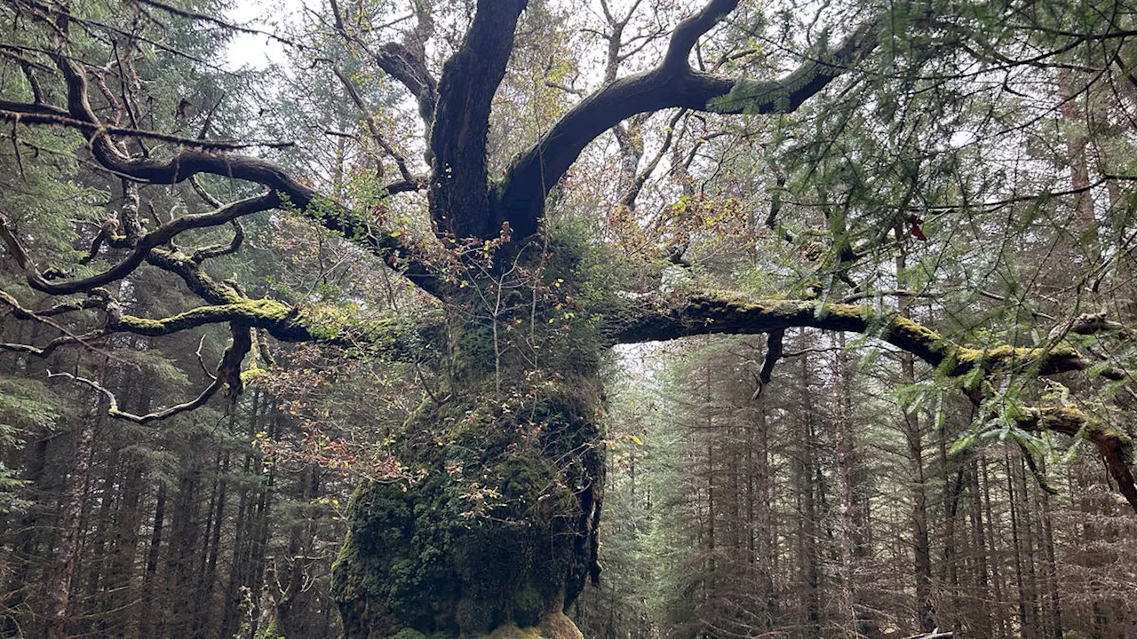 'Hidden' 400-year-old oak named after Scottish band is crowned tree of the year