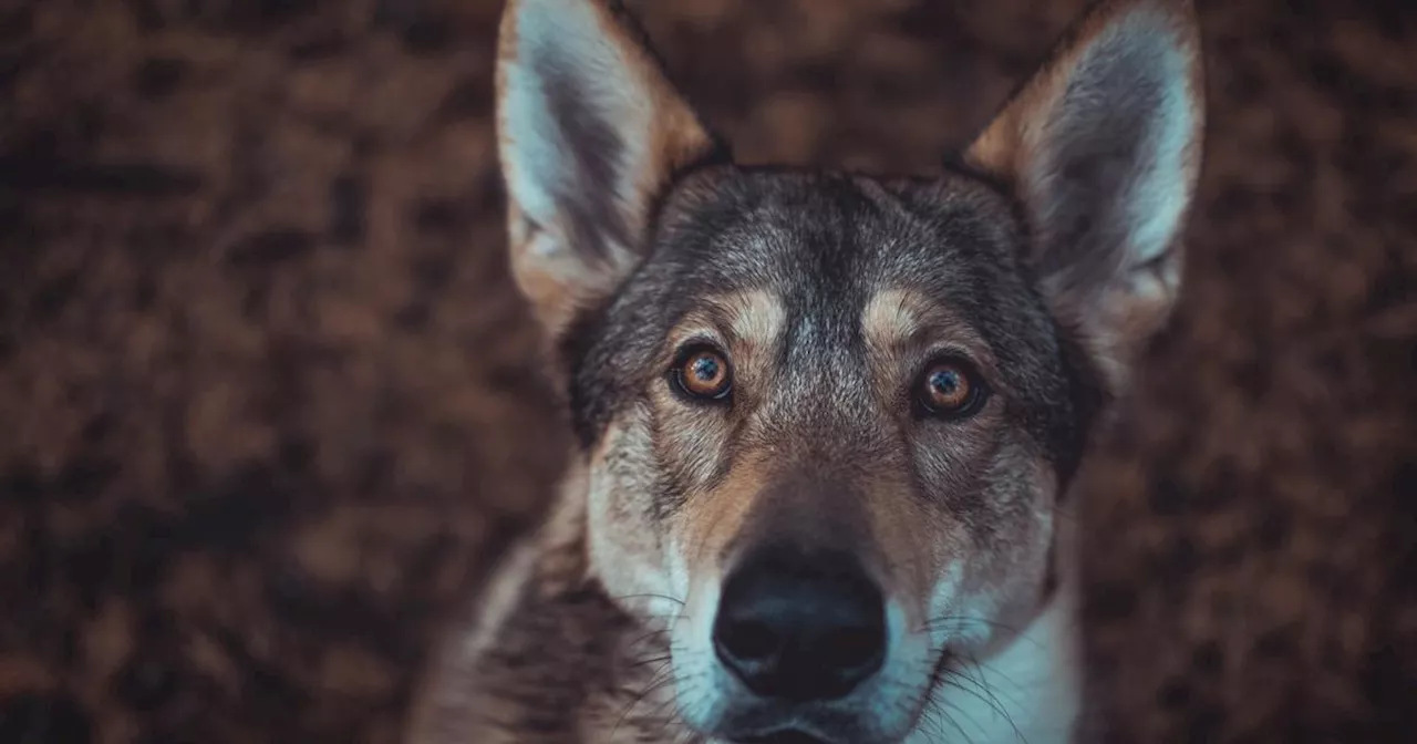 Face à la présence d’un loup en Gironde, la préfecture alerte les éleveurs