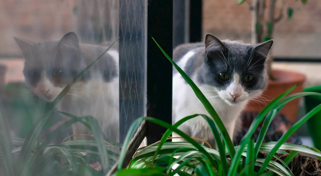 Gatto chiude i padroni fuori casa per gioco: costretti a chiamare i pompieri. «Ci guardava dall'appartamento»