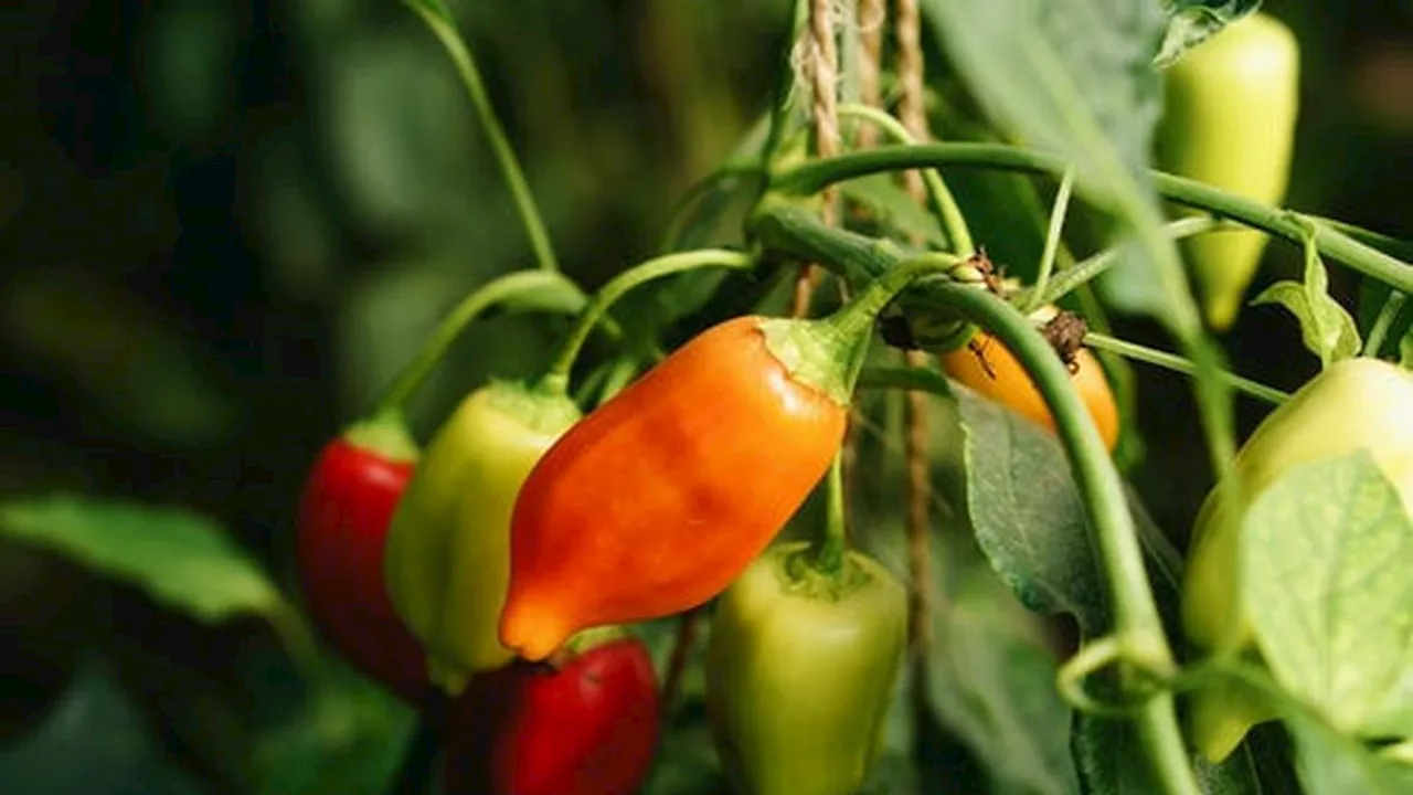 Cara Menanam Cabe: Panduan Lengkap dari Persiapan hingga Panen