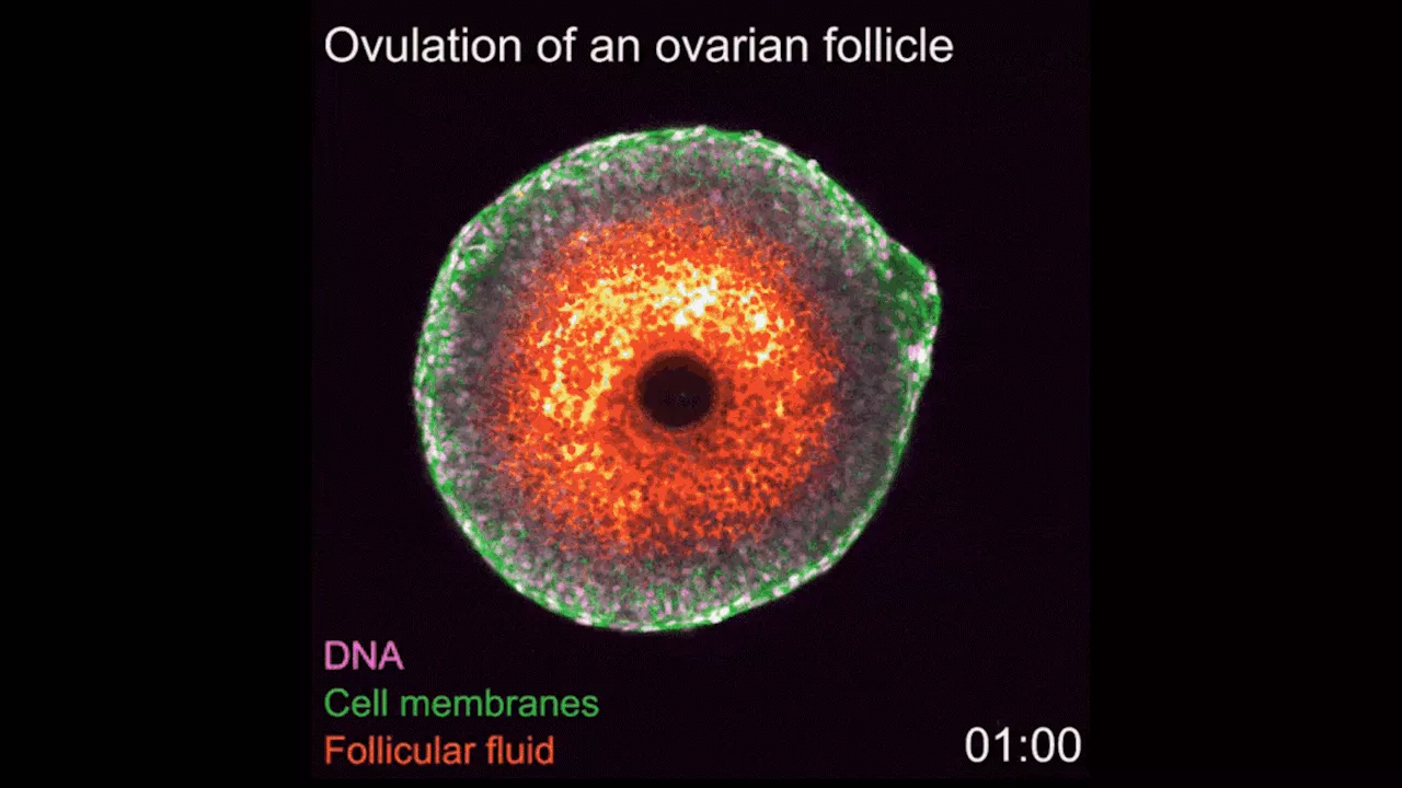 Watch 1st-ever video of ovulation occurring in real-time