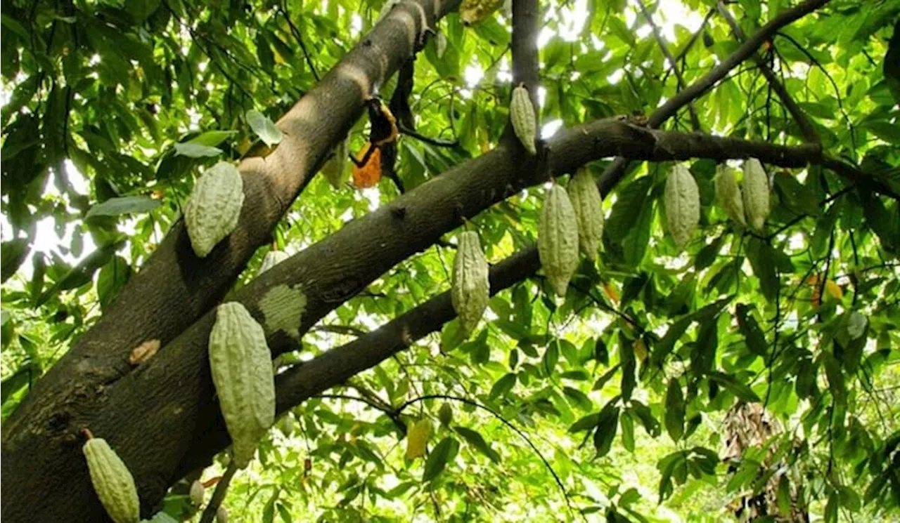 Kawasan Bekas Lahan Tambang Dikelola jadi Lahan Perkebunan Kakao