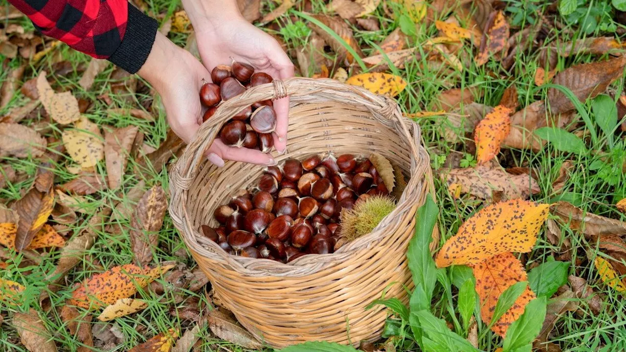 Le sagre di gusto del Ponte di Ognissanti