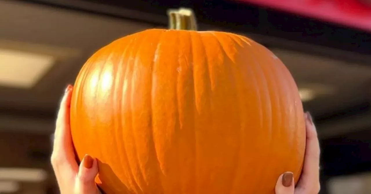 Shoppers say supermarket's £2.50 XL pumpkins are the biggest they've seen