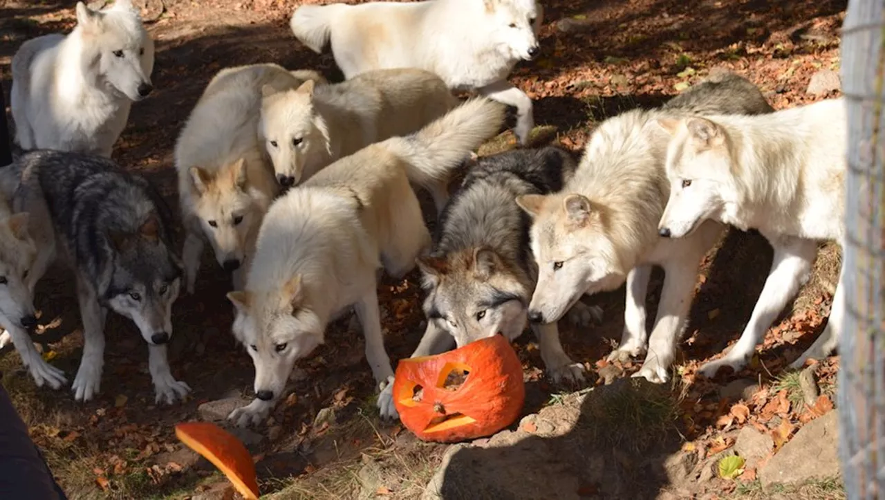 Halloween en Lozère : notre sélection d'activités pour ce 31 octobre 2024