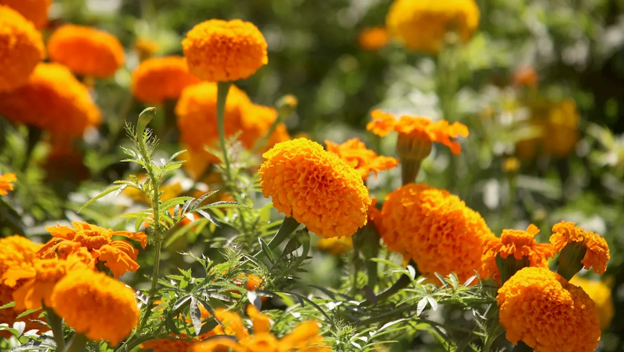 CBP enlista plantas que no pueden cruzar hacia EU para celebrar el Día de Muertos