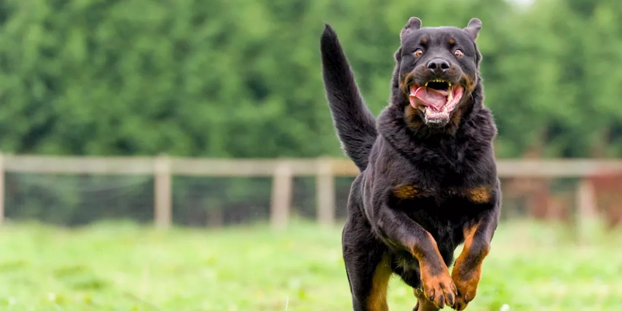 Adlikon ZH: Jetzt meldet sich wahrer Besitzer von Rottweiler