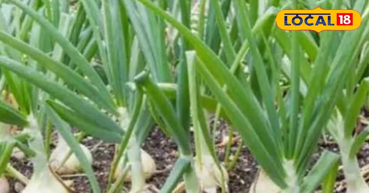 Garlic Farming: लहसुन की खेती आपको बना देगी अमीर आदमी, कुछ ही महीनों में होगा मुनाफा ही मुनाफा, जानें विधि