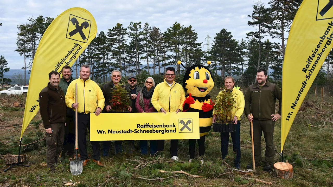 Raika errichtet fünften „Sumsi“-Wald in Neunkirchen