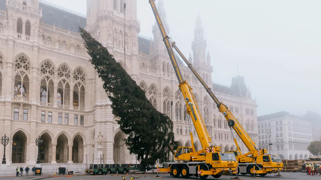 Waldviertler Riese bringt Weihnachtszauber nach Wien