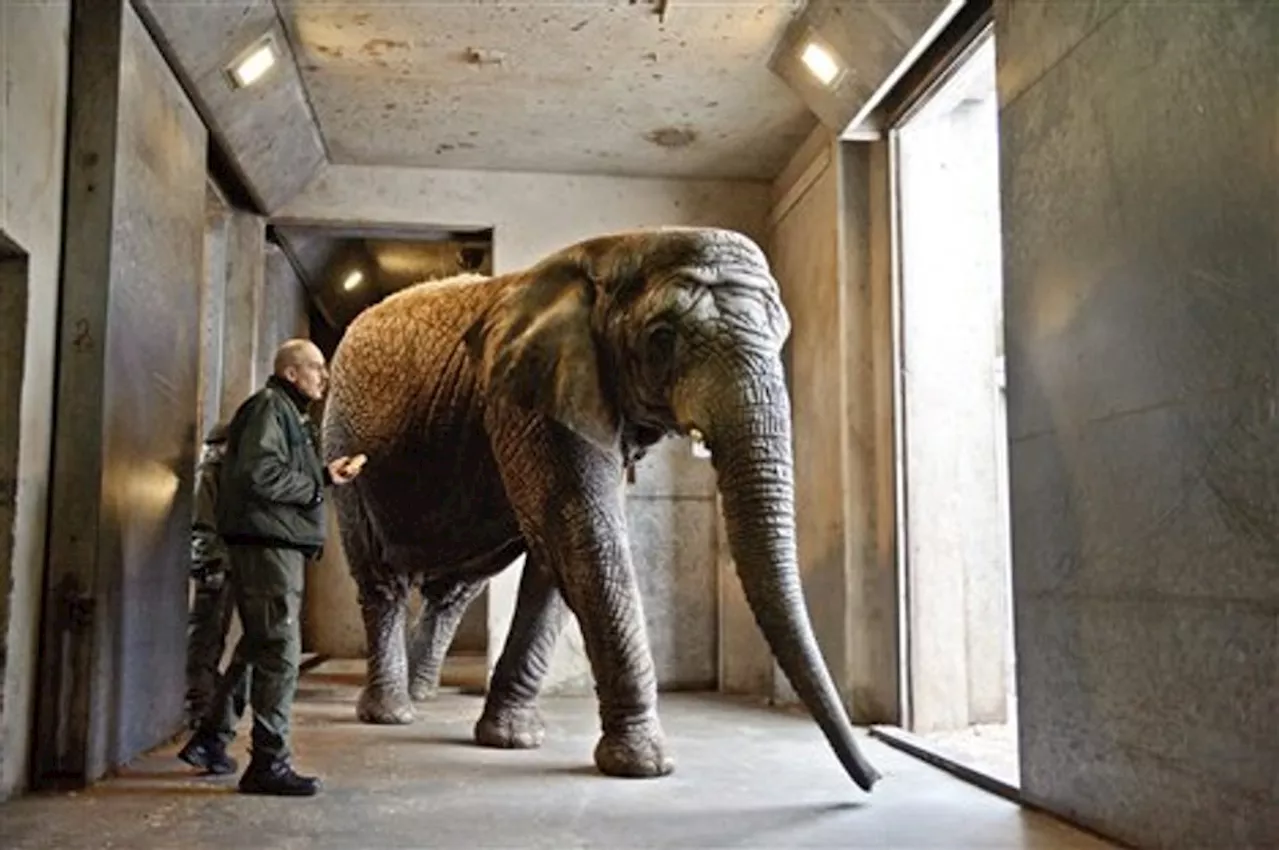 Slut med elefanter i Aalborg Zoo