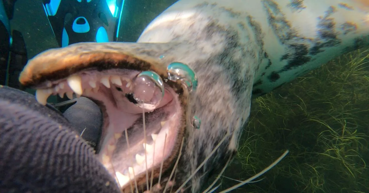 Moment seal 'bites' diver's leg during underwater encounter