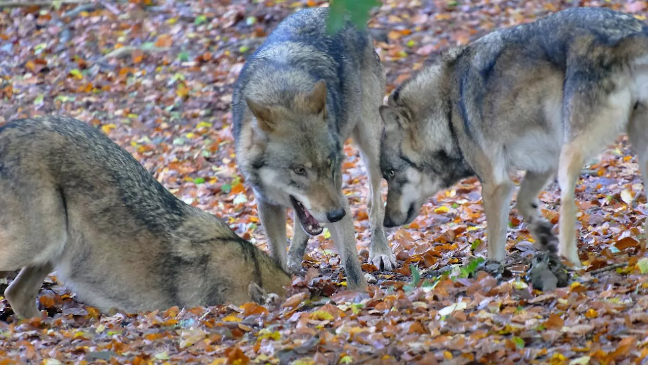 Schutz vs. Konkurrenz: Welche Einflüsse soziale Lebensweisen im Tierreich haben