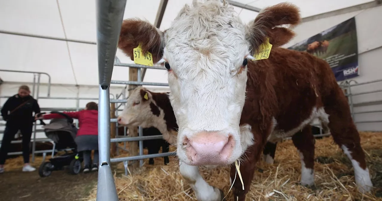 Vergnügen, Genuss und Tierschau: Brockumer Großmarkt baut auf Tradition