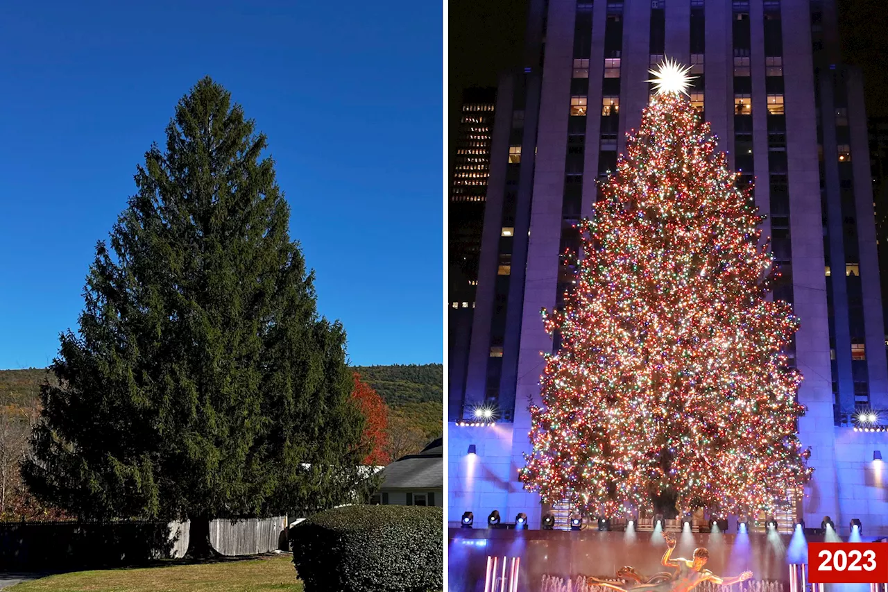 Rockefeller Center Christmas tree unveiled: 70-year-old Norway spruce from Mass. is the 'right one' for 30 Rock