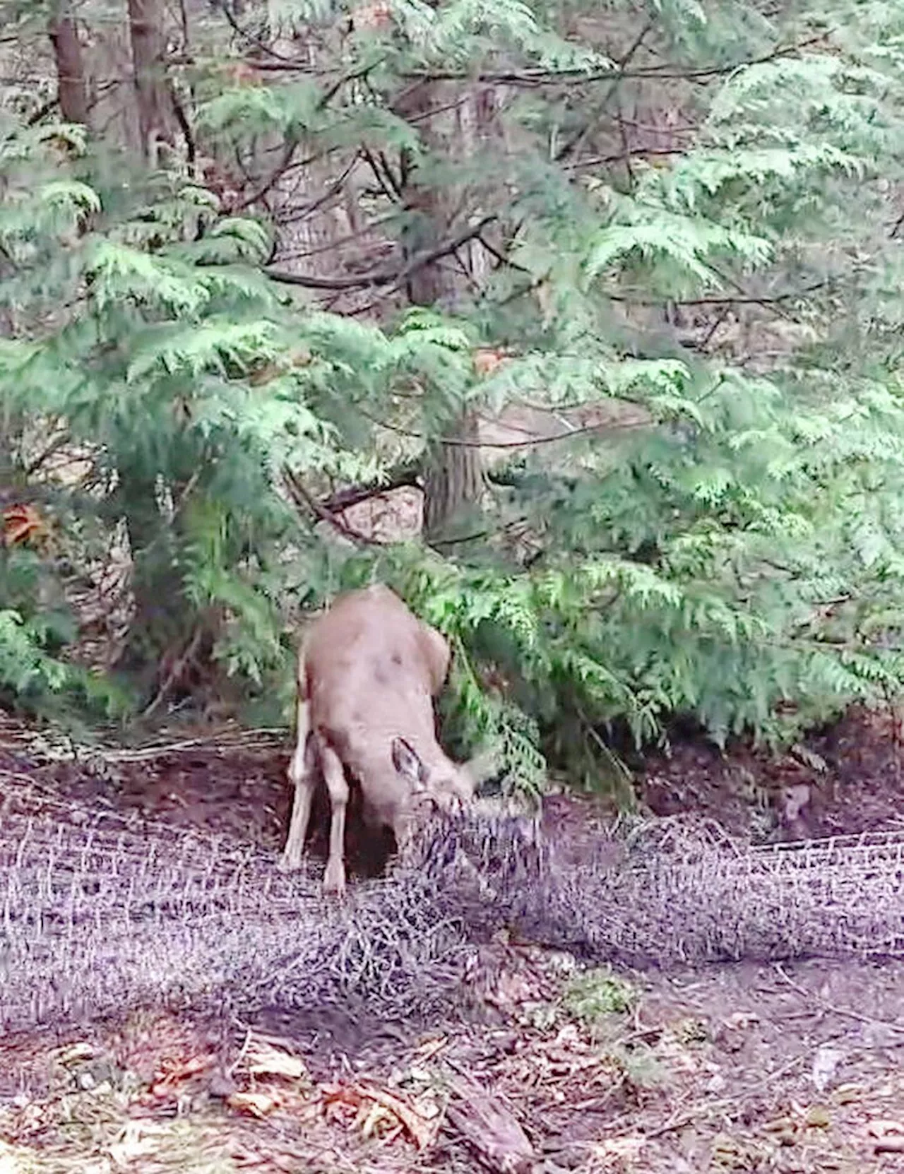 Deer snagged in netting for cull rescued by Sidney Islanders