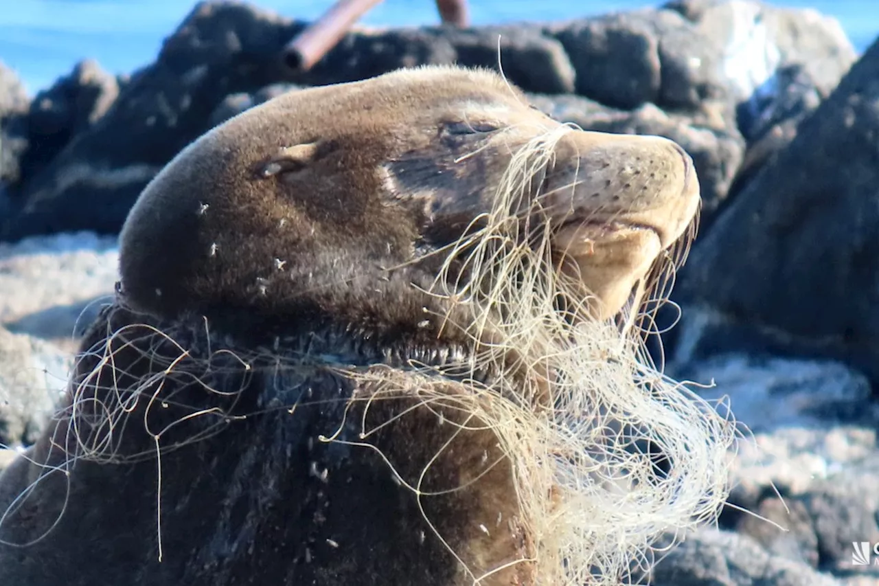 'Gut wrenching': Sea lion with mouth sealed by netting rescued at Race Rocks