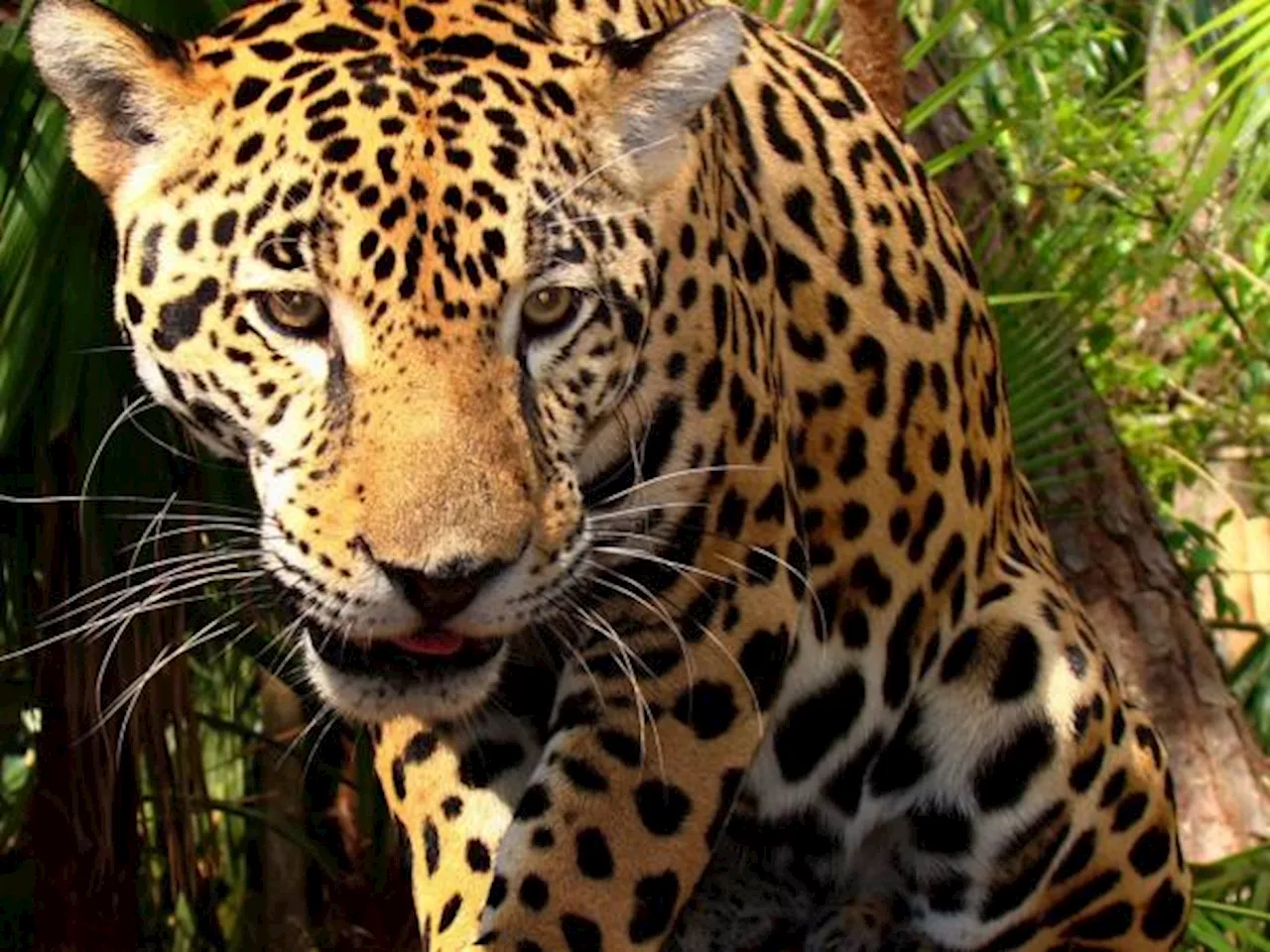 BID ampliará financiación para la biodiversidad con la Iniciativa Impacto Jaguar