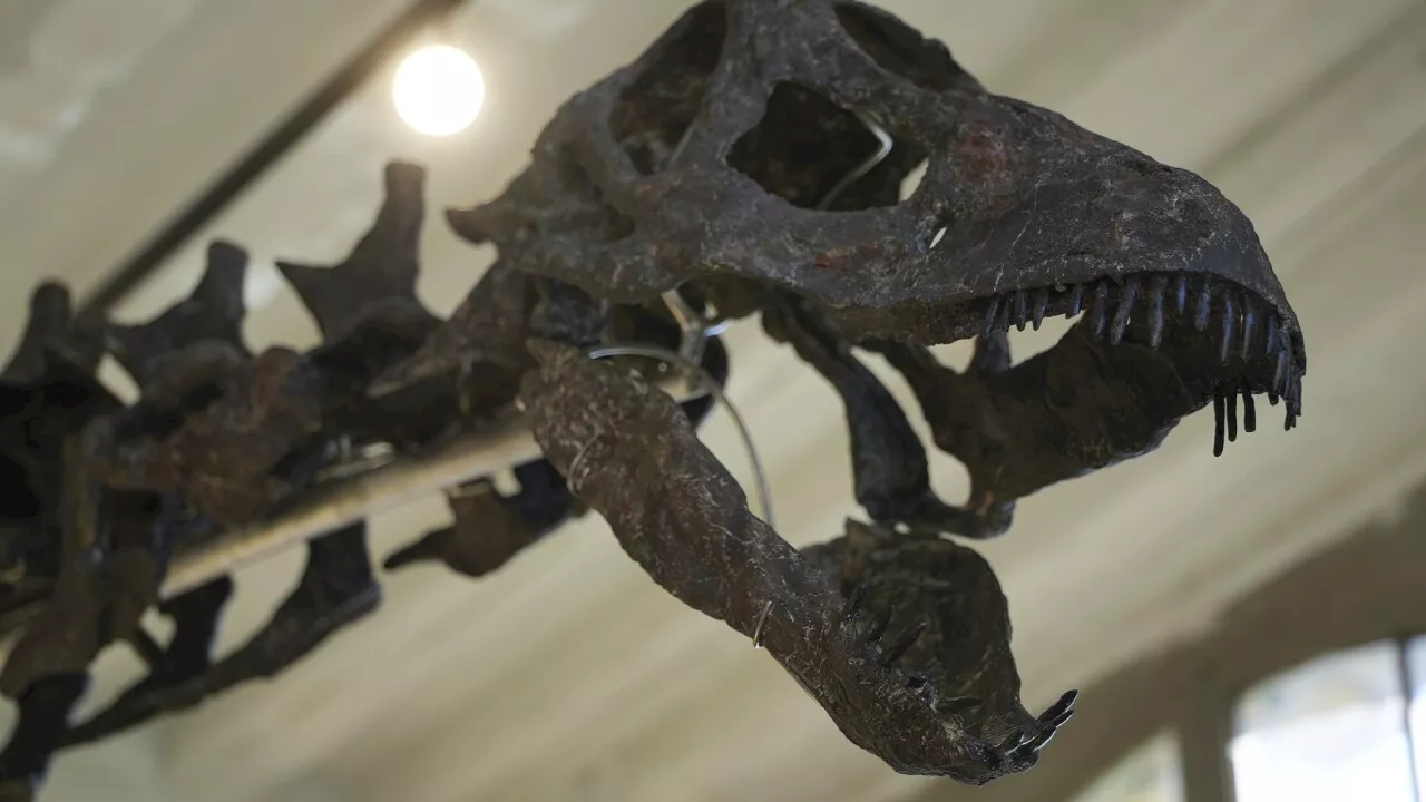 Dinosaurs on the block: 145 million year-old fossil up for grabs