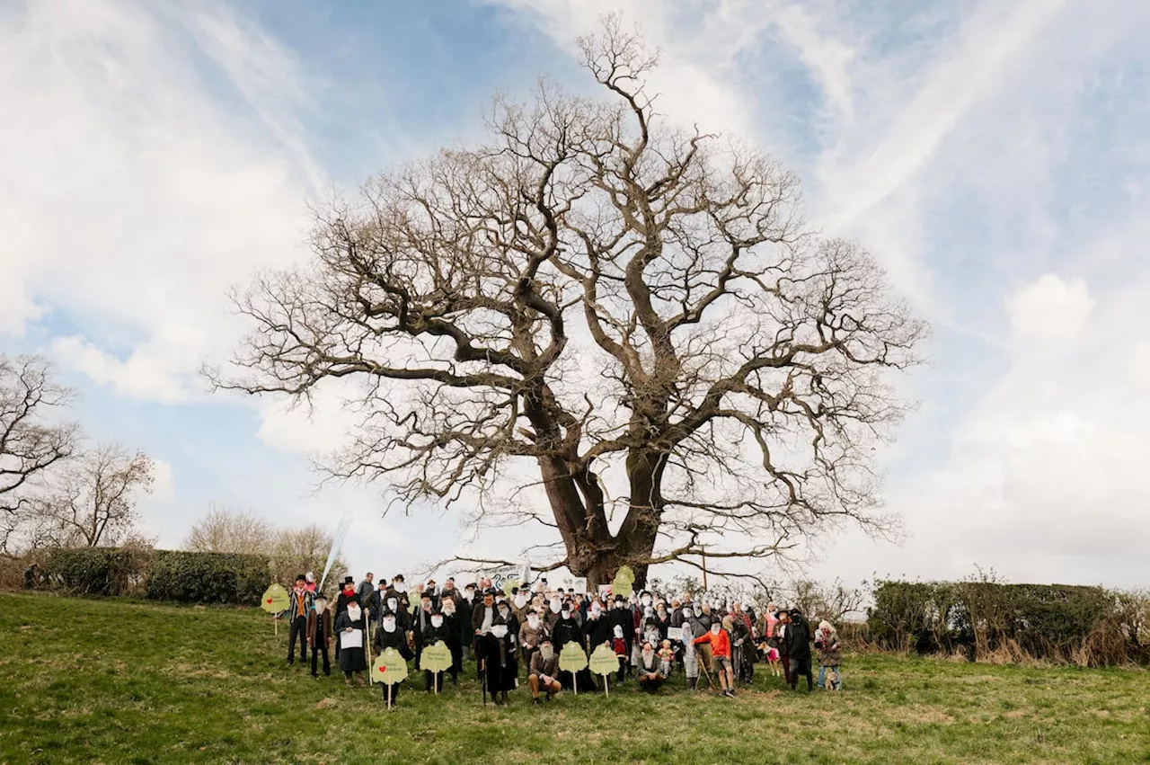 Agonising outcome for Shrewsbury's Darwin Oak as Tree of the Year result is announced