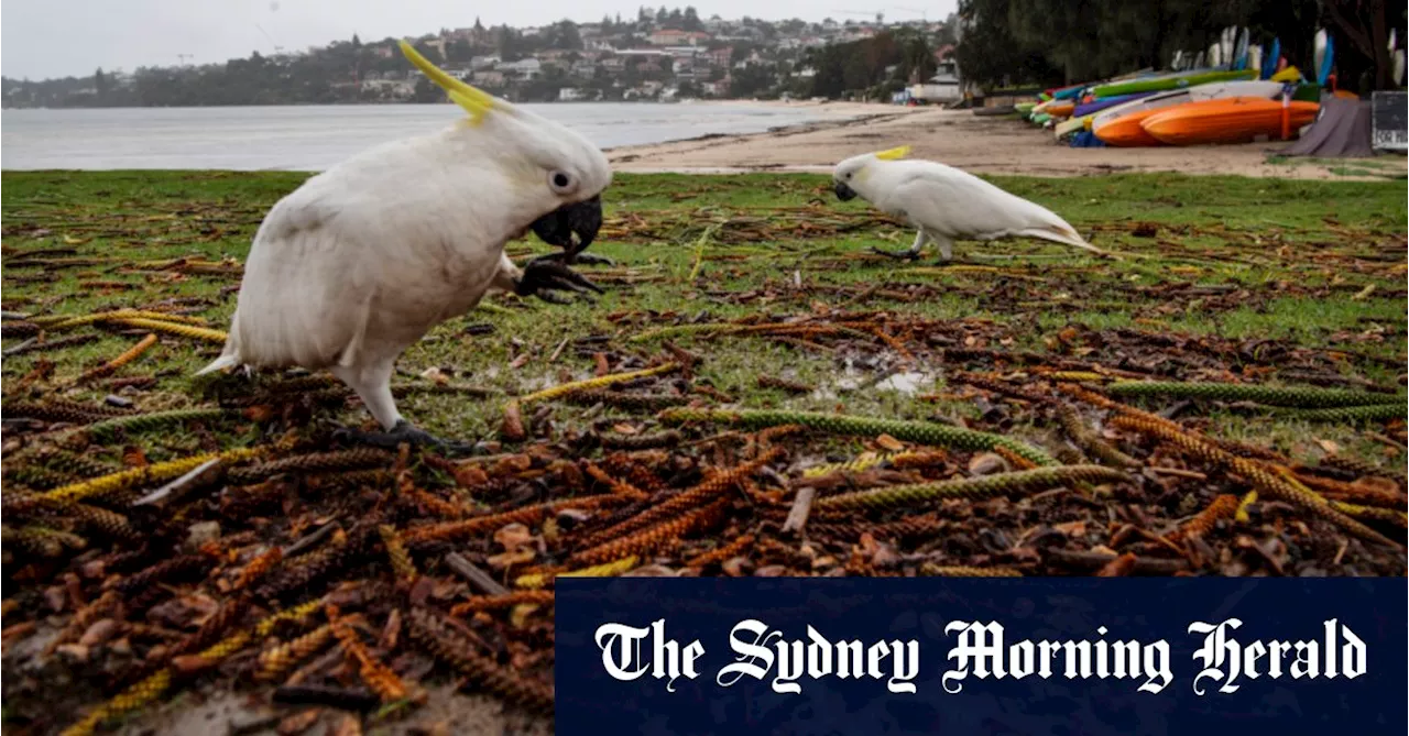 Licence to kill: Millions of Australian native animals legally slaughtered