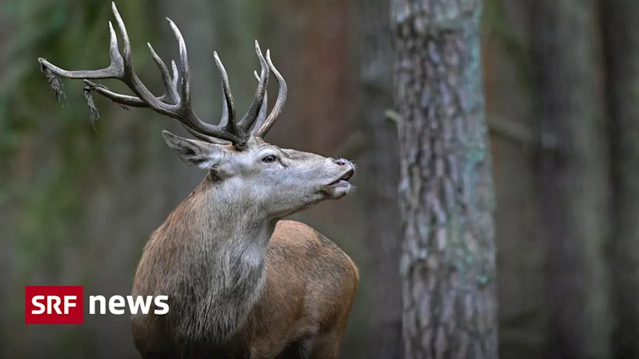 Tuberkulose bei Hirschen: Graubünden startet Untersuchungen