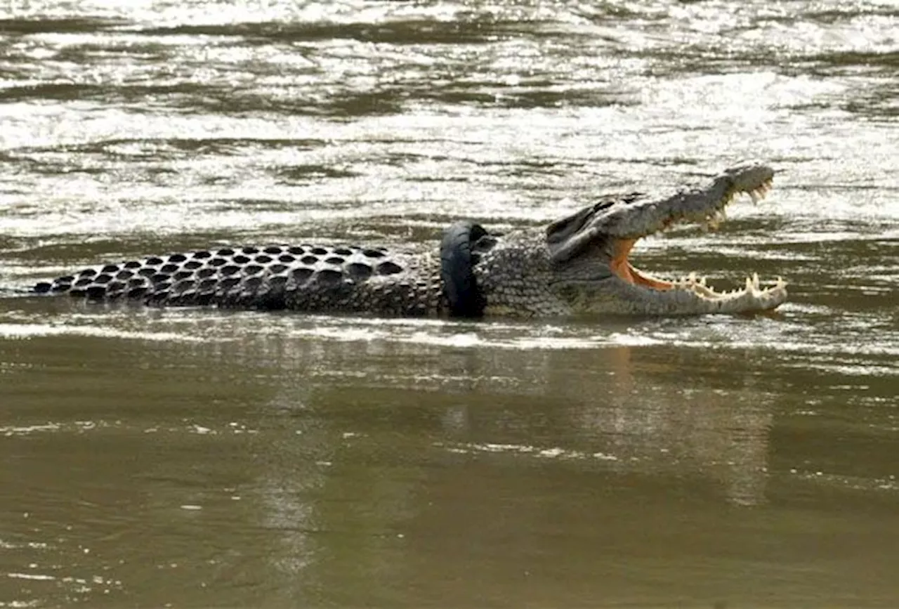 Man missing after croc attack in Tawau