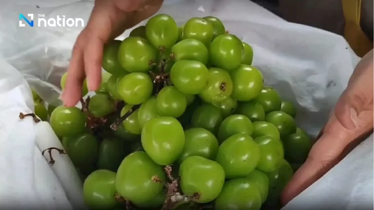 Satun fruit merchants call out inspection agencies over Shine Muscat grapes