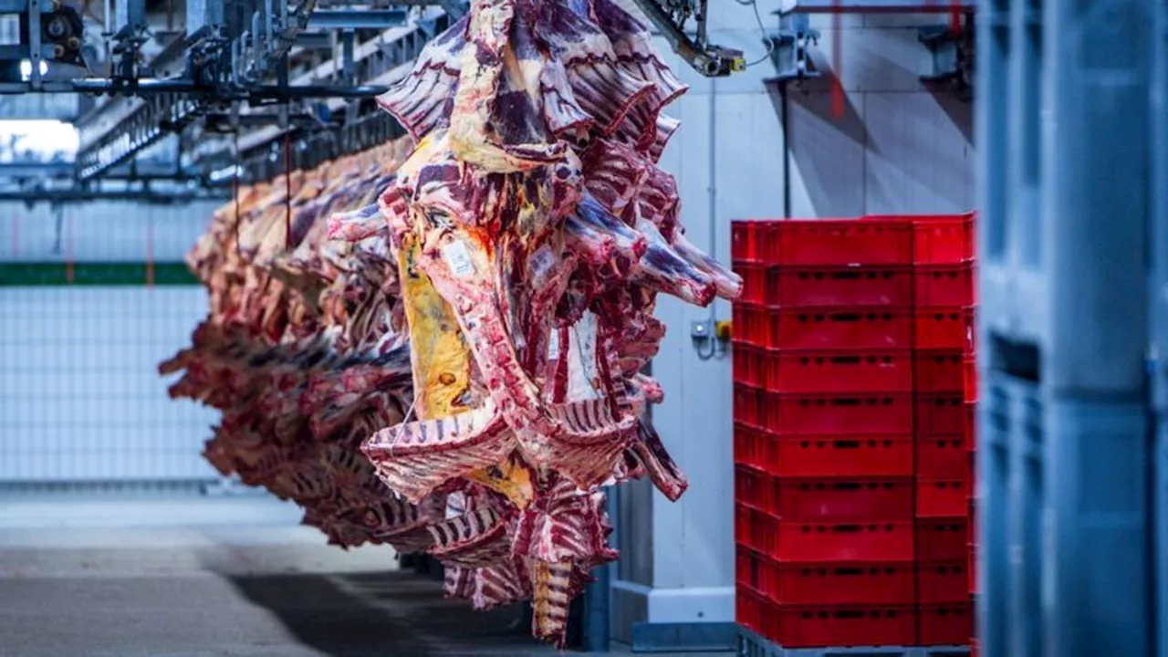 Bei Bremen: Schlachthof wegen möglicher Tierquälerei geschlossen