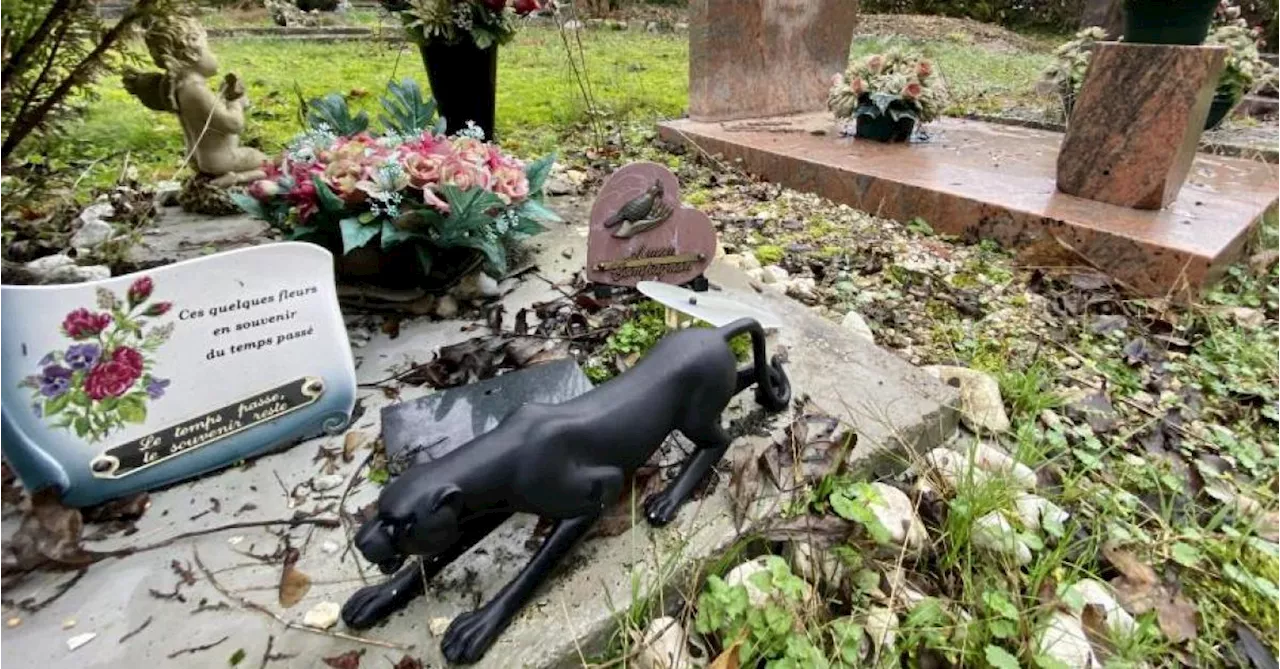 Le tout premier crématorium pour animaux à Bruxelles traîne la patte : « Il reste deux points qui ne sont pas