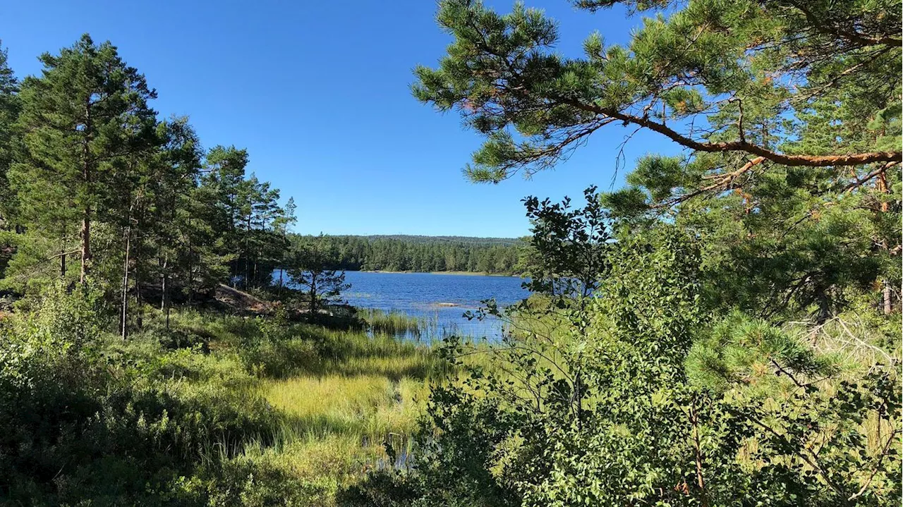 Pilgerweg zwischen Wäldern und Beeren: Schweden in Häppchen