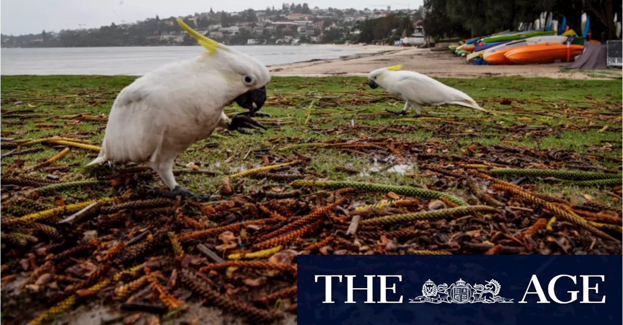 Licence to kill: millions of Australian native animals legally slaughered