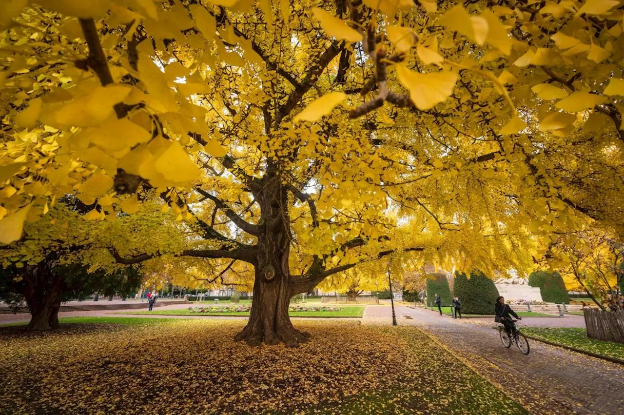 1 in 3 tree species at risk of extinction