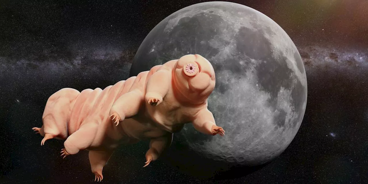 Tardigrade genes may hold secret to radiation treatments for humans