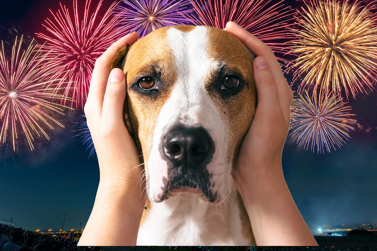 Top tips to prepare your pets for fireworks including special sprays, calming apps and creating a safe...