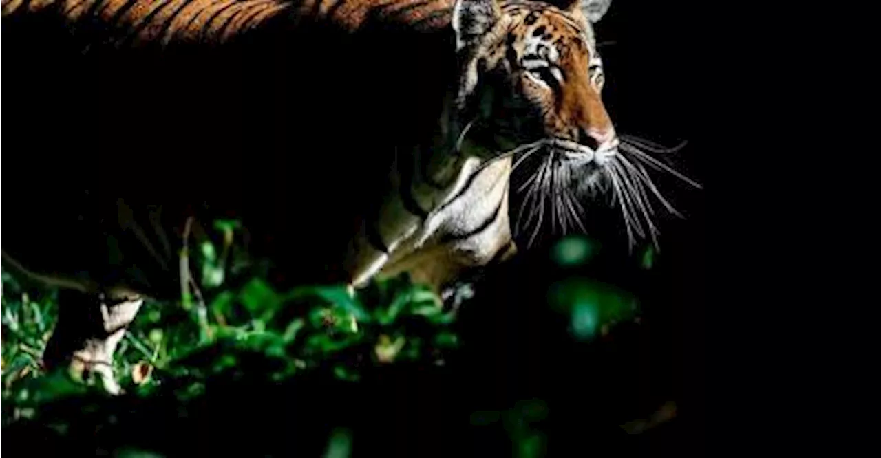 Workers paving Jalan Gua Musang-Kenyor road shocked to see tigers crossing ahead