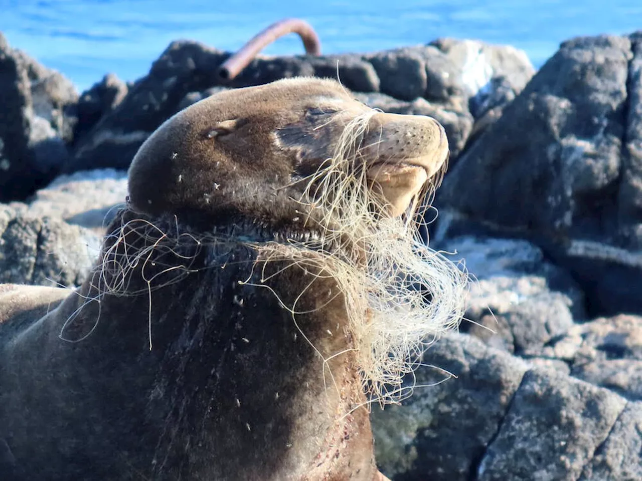 'Gut wrenching': Sea lion with mouth sealed by netting rescued at Race Rocks